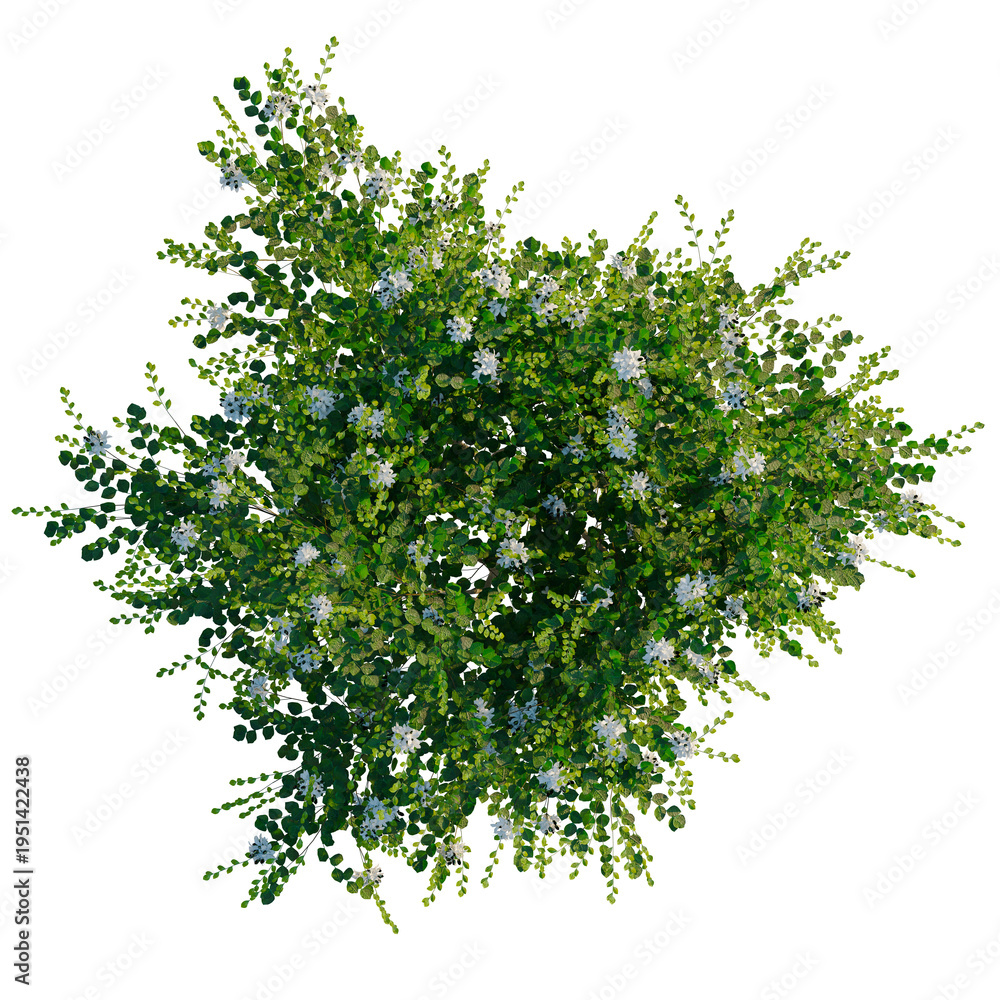 Fototapeta premium Murraya paniculata tree plan, top view, cutout, transparent background, isolate, Delicate green leaves and berries branches, perfect for natural design and festive decorations.