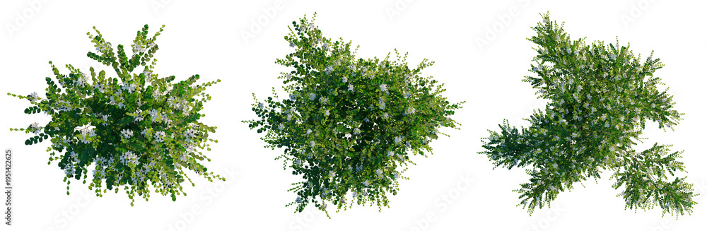Naklejka premium Murraya paniculata tree plan, top view, cutout, transparent background, isolate, Green leaves texture, foliage pattern, detailed botanical illustration, natural backdrop, organic design.