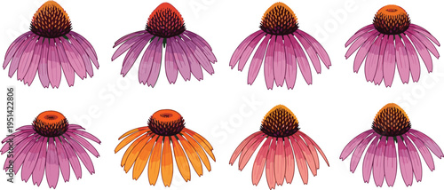 Obraz na plátně Echinacea flower vector set