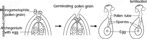 Coloring page with stages of pollination and fertilization in spruce