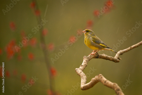 European greenfinch perched on a twisting branch with red blossoms in a blurred natural setting. Krootuse, Polva, Estonia