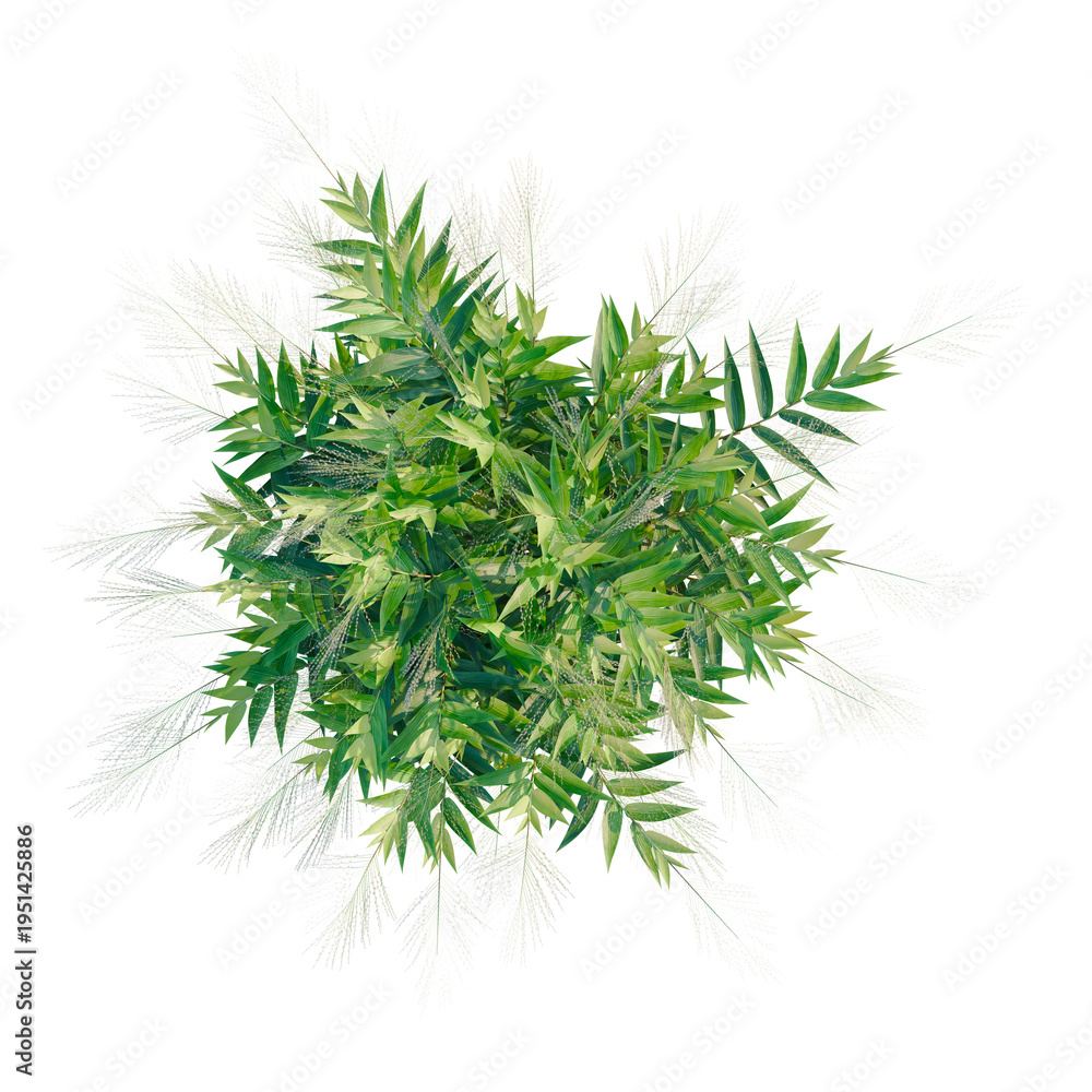 Fototapeta premium Thysanolaena latifolia tree plan, top view, cutout, transparent background, isolate, Delicate sprig of green leaves, close-up, high resolution, nature's beauty