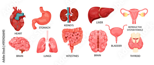 Human organs set shown in cartoon style on white background representing anatomy concept. Vector illustration