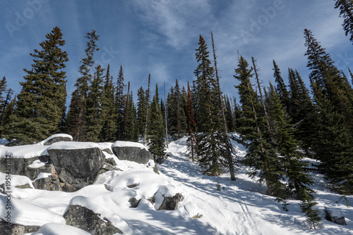 Snow-covered landscape with tall evergreen trees under a clear blue sky. Kootenay Boundary, British Columbia, Canada