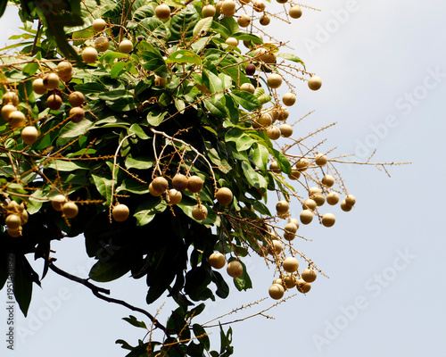 Longan or dragon's eye is a tropical tree species that produces edible fruit. Photo taken in South Vietnam.