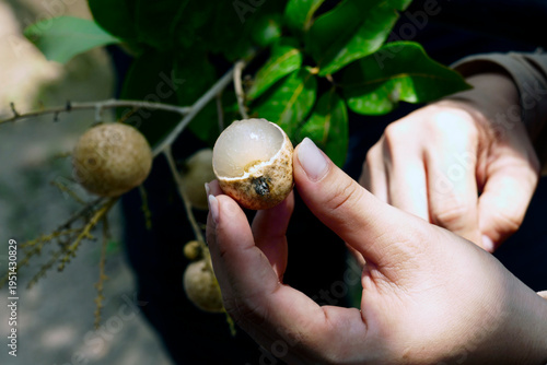 Longan or dragon's eye is a tropical tree species that produces edible fruit. Photo taken in South Vietnam.