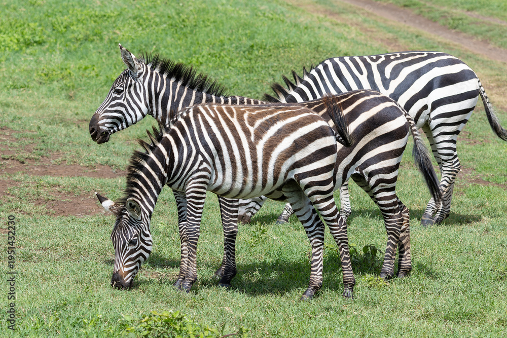 Naklejka premium Zebras im Ngorongoro Krater in Tansania