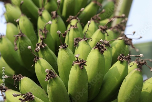 Fotografia A vibrant closeup of numerous unripe green bananas still attached to their main stem, showcasing their natural texture and healthy potential in a lush tropical setting