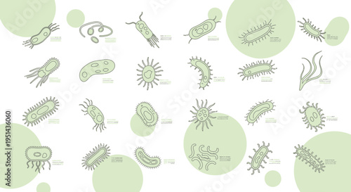 Diverse Collection of Hand-Drawn Bacteria and Microorganisms on White Background