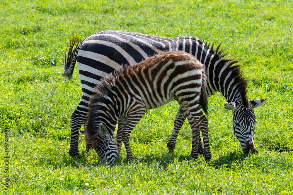 Fototapeta premium Zebra mit Fohlen im Ngorongoro Krater in Tansania