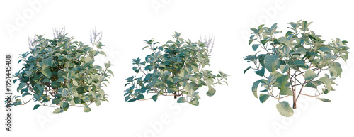 Obraz na płótnie Plectranthus argentatus tree, elevation, front view, cutout, transparent backgro