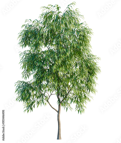 Fotografie Waterhousea floribunda tree, elevation, front view, cutout, transparent backgrou