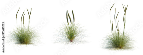 Фотография Xanthorrhoea minor tree, elevation, front view, cutout, transparent background,