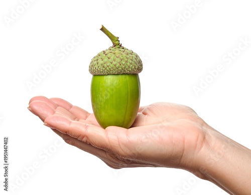 Green acorn held in a hand