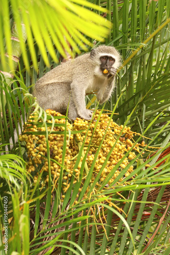 South African vervet monkey in a palm tree eating the fruit