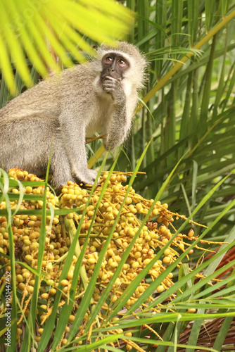 South African vervet monkey in a palm tree eating the fruit