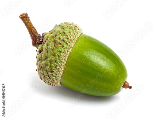 Green acorn on white background