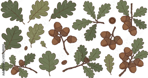 Oak Leaf and Acorn Botanical Illustration Set with Forest Branches Natural Elements