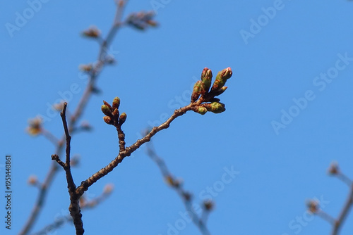 Cherry blossoms right before blooming on the official sample tree at Yasukuni Shrine in Tokyo, Japan, March 17, 2026