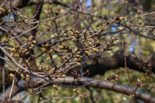 Cherry blossoms right before blooming on the official sample tree at Yasukuni Shrine in Tokyo, Japan, March 17, 2026