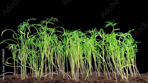 Beautiful Time Lapse of Growth Fennel Plants Against a Black Background. 4K.