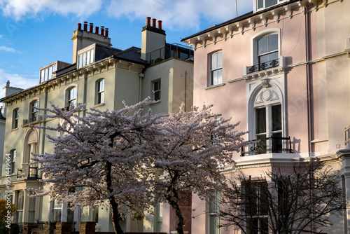 Spring blossom at Primrose Hill in London