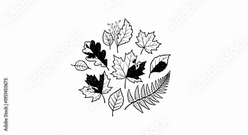 Hand-drawn black and white collection of assorted autumn leaves and fern frond