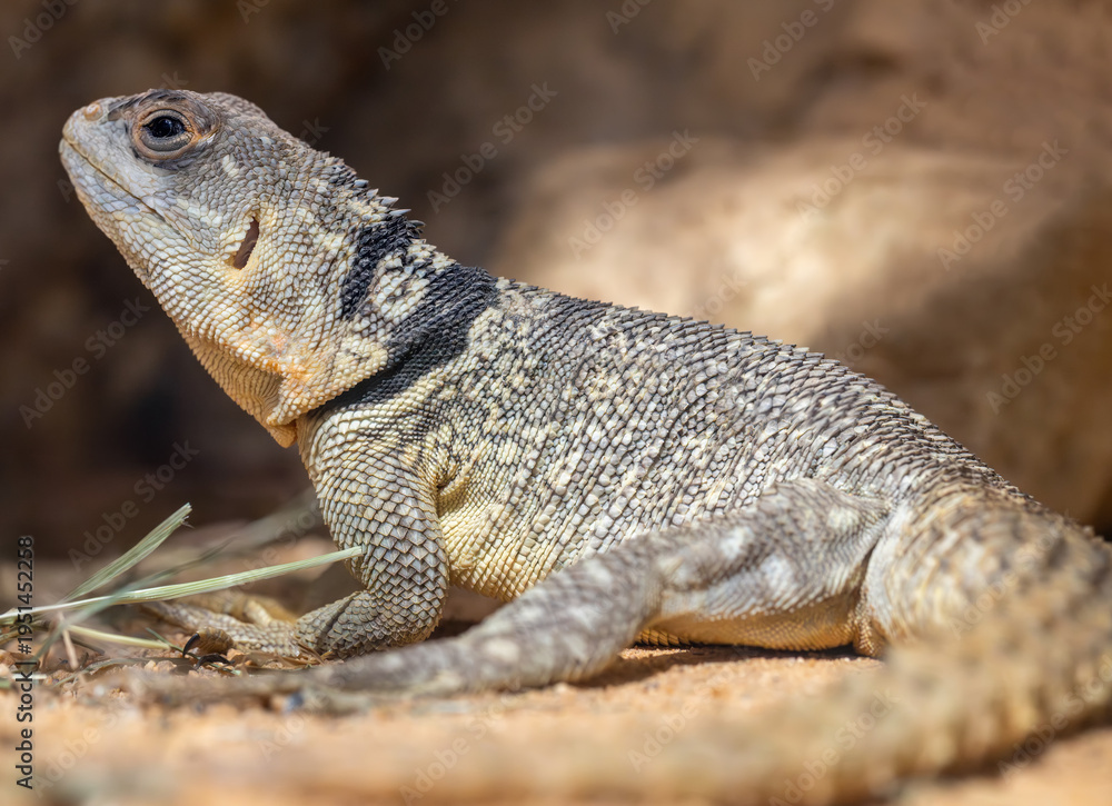 Fototapeta premium Close-up view of a Cuviers Madagascar Swift (Oplurus cuvieri)