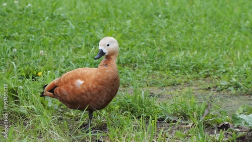 Ogar the red duck takes care of the feathers with his beak while standing on one paw slow motion