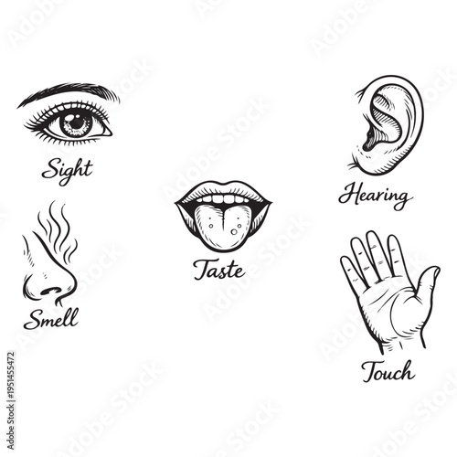 Five human senses icon vector