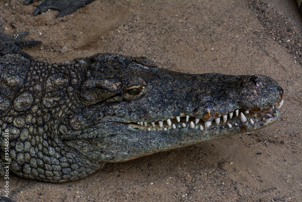 Fototapeta premium Krokodil im Zoo