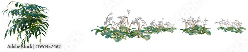фотографія Corallodiscus lanuginosus tree, elevation, front view, cutout, transparent background, isolate, Close-up of delicate bellflower blooms with lush green foliage, a serene natural beauty