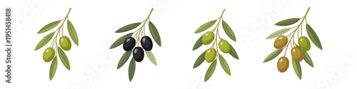 Set of olive branches showing different stages of ripeness from green to black