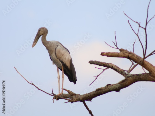stork in the tree
