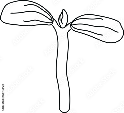 Young pumpkin plant sprout illustration with first leaves, coloring page