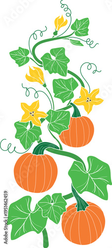 Pumpkin plant with orange fruits, green leaves and yellow flowers illustration