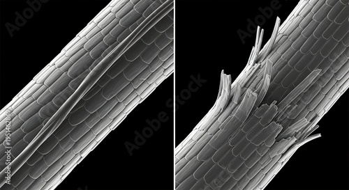 Split end hair comparison under microscope examination