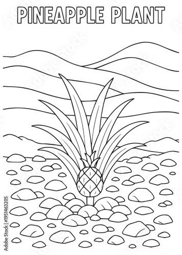 coloring book pineapple plant rooted in rocky ground with scattered stones around it
