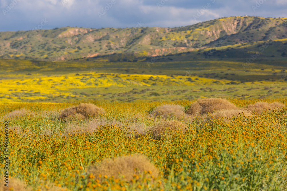 Naklejka premium Carrizo