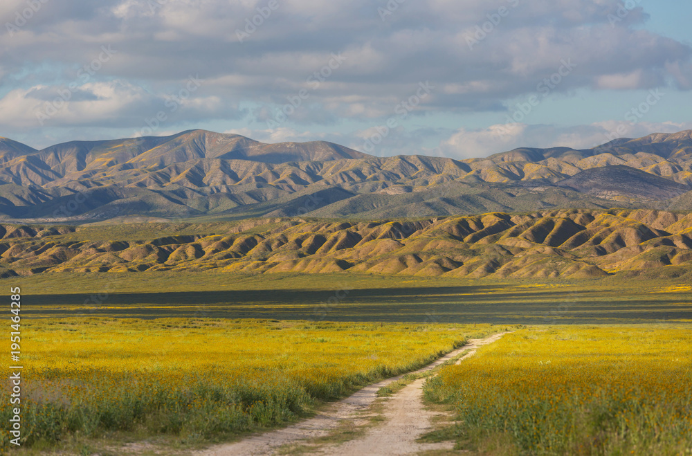 Naklejka premium Carrizo