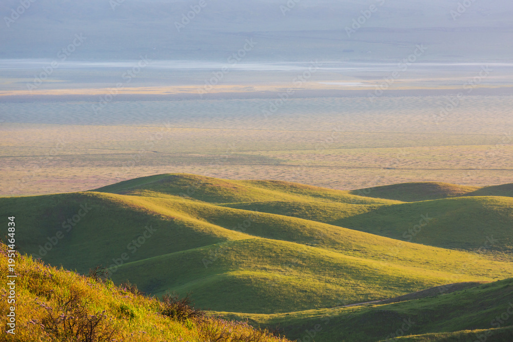 Naklejka premium Carrizo