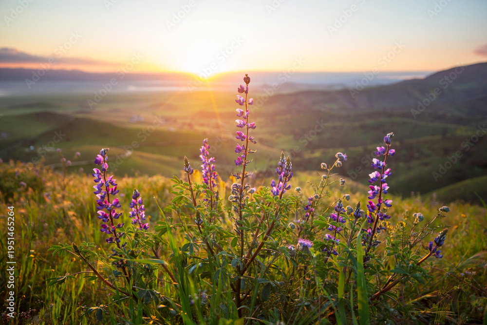 Obraz premium Mountains meadow