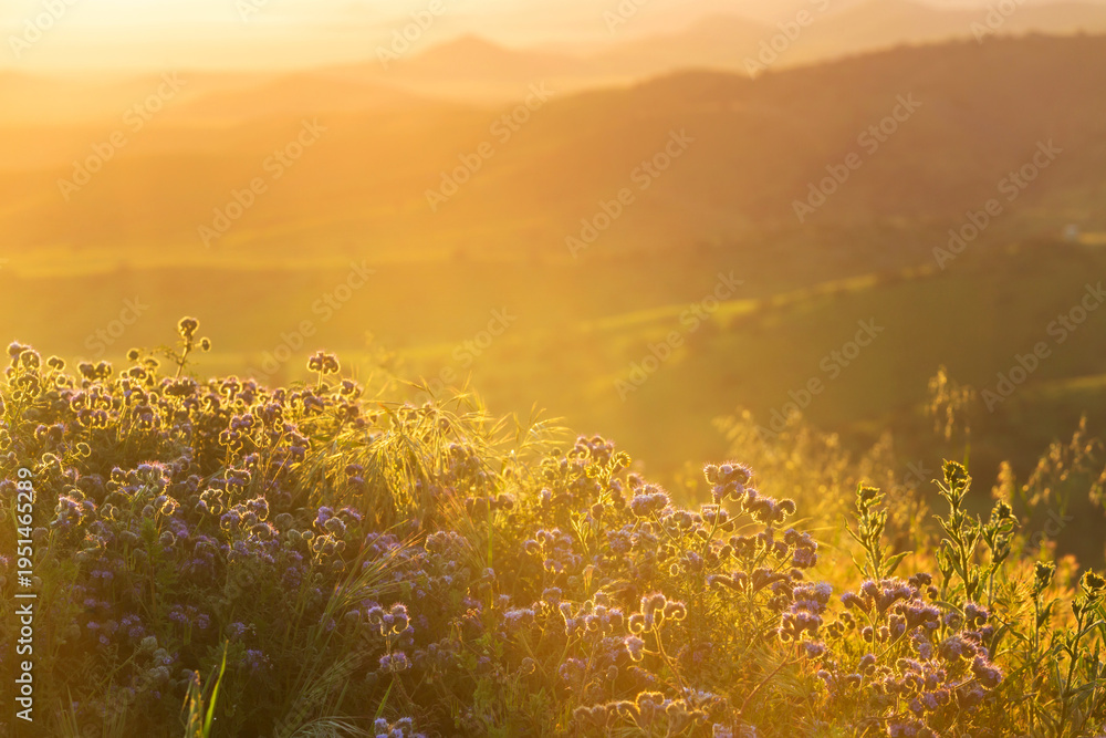 Naklejka premium Sunny meadow
