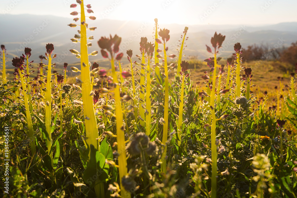 Naklejka premium Sunny meadow