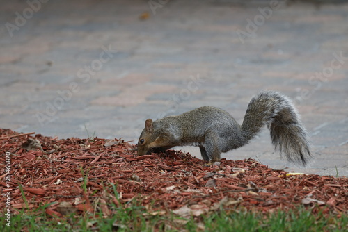 Foto gray squirrel exploring, digging at red cedar wood chips beside paved foot path (footpath