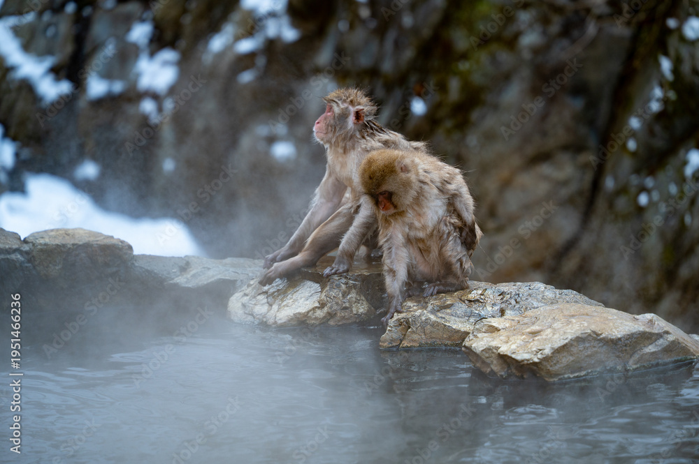 Obraz premium 温泉風景、長野県の温泉で癒やされる猿のカップル