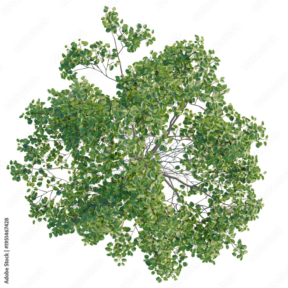 Fototapeta premium Alnus cordata tree plan, top view, cutout, transparent background, isolate, Detailed Close-Up of a Lush Green Fern Plant, Perfect for Botanical Studies and Nature Themes