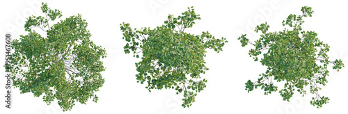 Alnus cordata tree plan, top view, cutout, transparent background, isolate, Green foliage texture, close-up of lush leaves, vibrant natural background, detailed botanical pattern