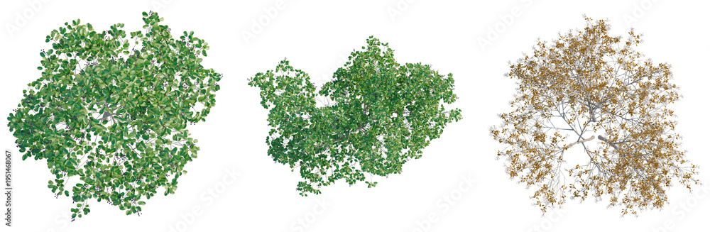 Obraz premium Amelanchier lamarckii tree plan, top view, cutout, transparent background, isolate, Detailed Tree Branch with Autumn Leaves, Realistic Rendered Image for Design and Illustration