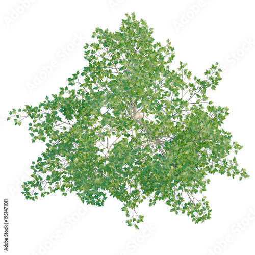 Populus alba tree plan, top view, cutout, transparent background, isolate, Detailed Green Leaves Branch Close-Up, Botanical Illustration, Natural Pattern, Floral Element